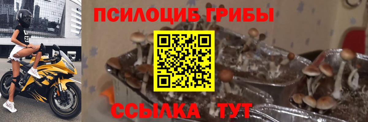 Галлюциногенные грибы Psilocybine cubensis  Ноябрьск 